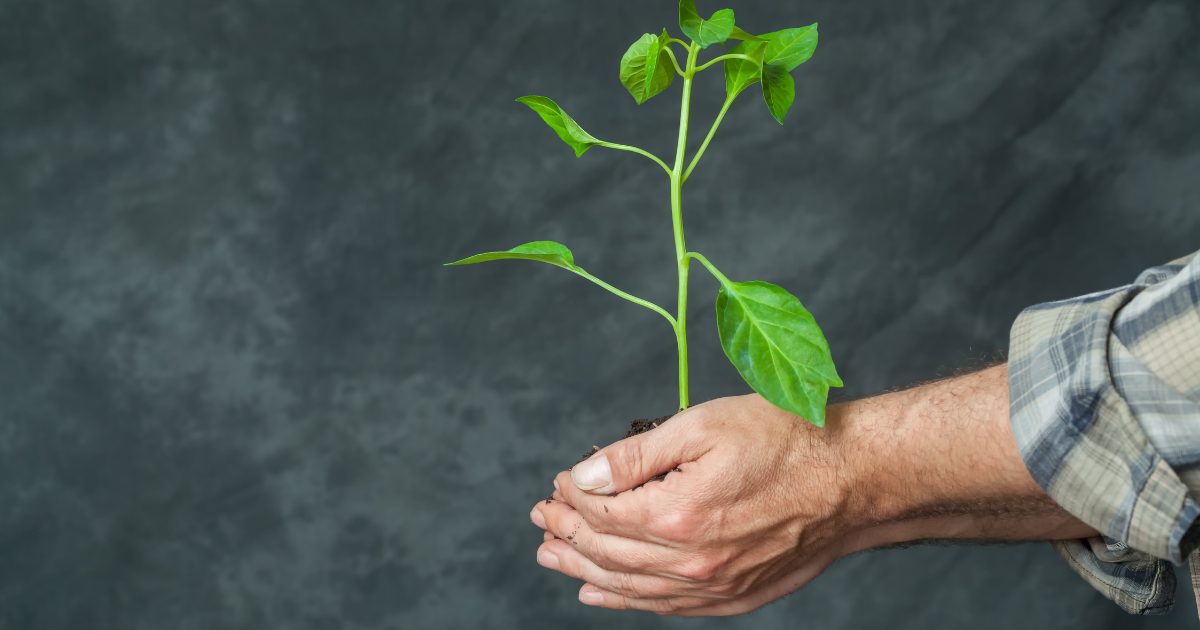 A man holding a plant sapling